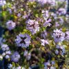 Thymus longicaulis_1