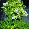 Thymus praecox 'Tic Tac'