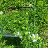 Thymus praecox 'Tic Tac'_3
