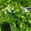 Thymus praecox 'Tic Tac'_2