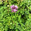 Thymus serpyllum arcticus