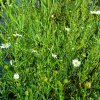 Boltonia asteroides _2