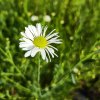Boltonia asteroides _1
