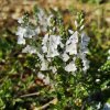 Veronica prostrata 'Alba'