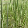 Calamagrostis acutiflora 'Overdam'_4
