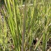 Calamagrostis acutiflora 'Overdam'_3