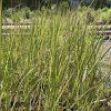 Calamagrostis acutiflora 'Overdam'
