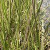 Calamagrostis acutiflora 'Overdam'_2