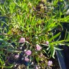 Gypsophila repens 'Rosenschleier'_2