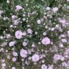 Gypsophila repens 'Rosenschleier'_3