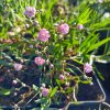 Gypsophila repens 'Rosenschleier'_1
