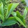 Hosta 'Sum and Substance'