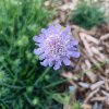 Scabiosa caucasica 'Fama Deep Blue'_2