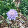 Scabiosa caucasica 'Fama Deep Blue'_1