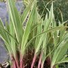Carex siderosticha 'Variegata'