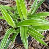 Carex siderosticha 'Variegata'_2