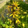 Ligularia sibirica_3