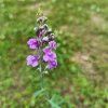 Linaria purpurea_1