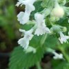 Nepeta x faassenii 'Snowflake'_1