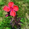 Phlox paniculata 'Spitfire'_1