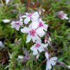 Phlox subulata 'Coral Eye'_1