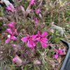 Phlox subulata 'Red Wings'