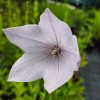 Platycodon grandiflorus 'Fuji Pink'_3
