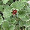 Potentilla atrosanguinea 'Rot'