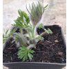 Pulsatilla vulgaris 'Rote Glocke'_2