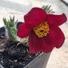 Pulsatilla vulgaris 'Rote Glocke'