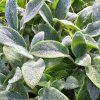 Stachys byzantina 'Silver Carpet'