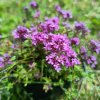 Thymus praecox 'Coccineus'_3