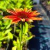 Echinacea purpurea 'Cheyenne Spirit'_4