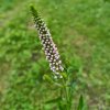 Veronica longifolia 'First Choice'_1