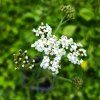 Achillea millefolium 'Weisses Wunder'