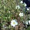 Arenaria montana