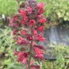 Echium amoenum 'Red Feathers'_3