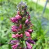 Echium amoenum 'Red Feathers'_1