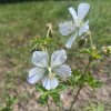 Geranium pratense 'Striatum'_3