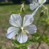 Geranium pratense 'Striatum'_2