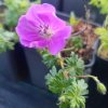 Geranium sanguineum 'Max Frei'
