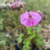 Geranium dalmaticum_1