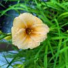 Hemerocallis hybr. 'Longfields Pearl'
