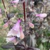 Penstemon 'Dark Towers' _2
