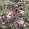 Penstemon 'Dark Towers' _5
