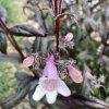 Penstemon 'Dark Towers' _4