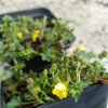 Potentilla aurea_2