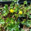 Potentilla aurea_1