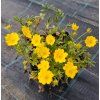 Potentilla aurea_3