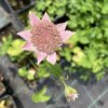 Astrantia maxima_2